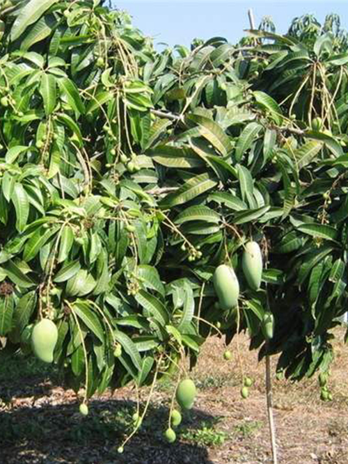 芒果树