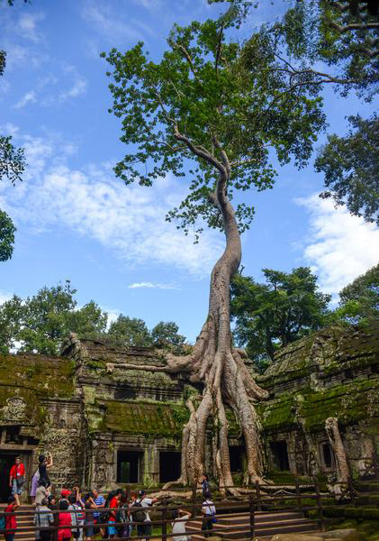 夏季植物易枯萎，除了勤浇水之外还有其他什么方法吗？